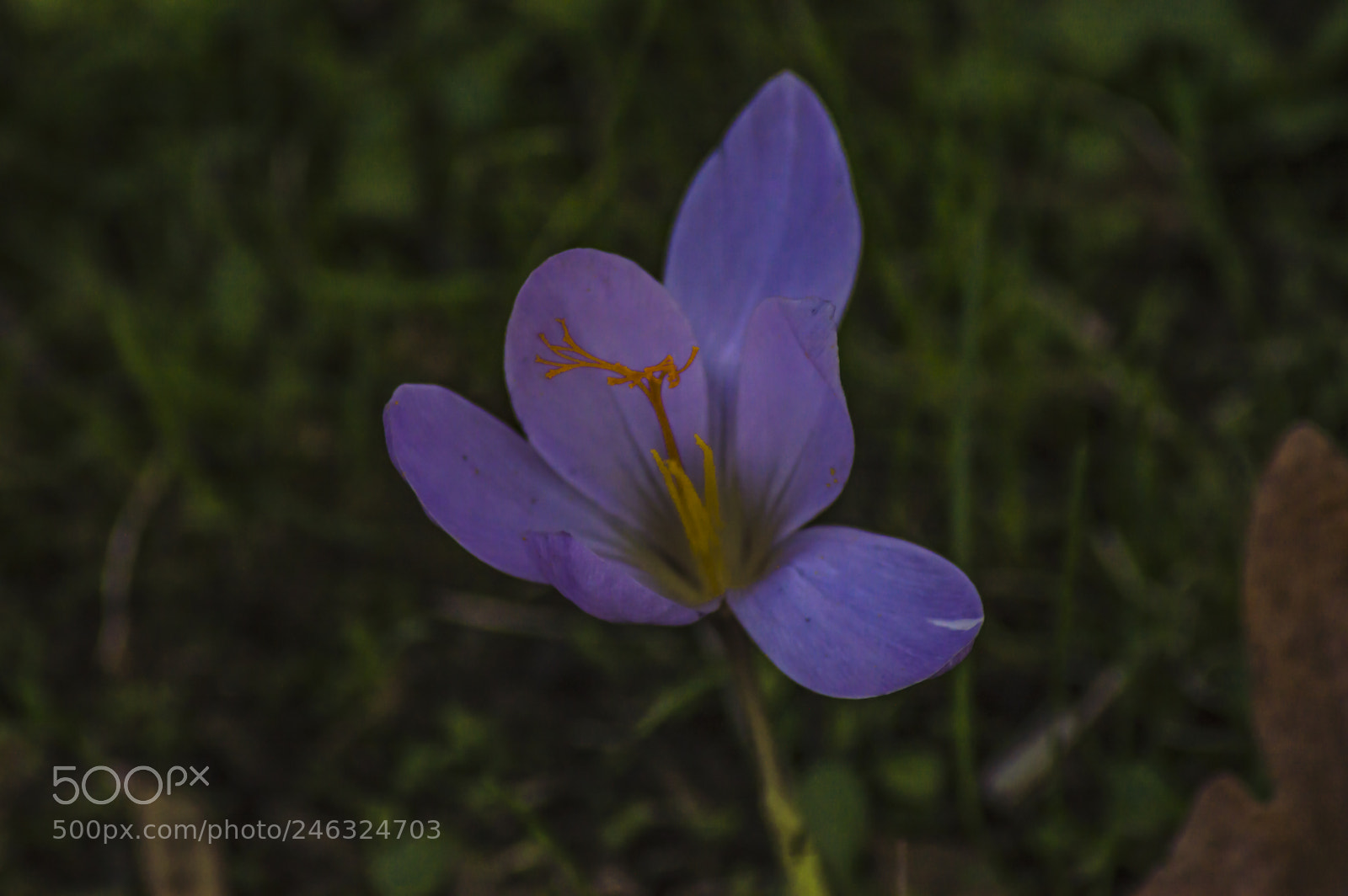 Nikon D3200 sample photo. Flores photography