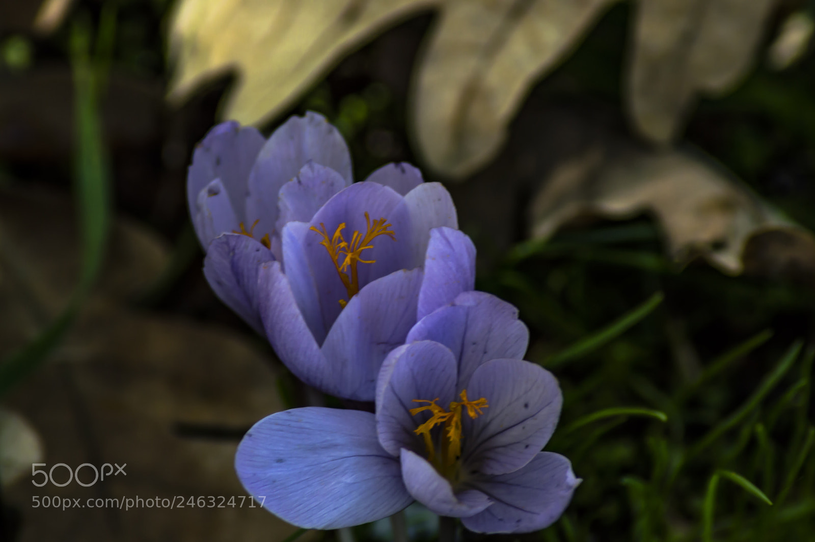 Nikon D3200 sample photo. Flores photography