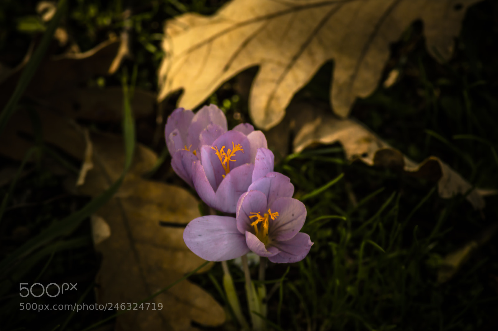 Nikon D3200 sample photo. Flores photography