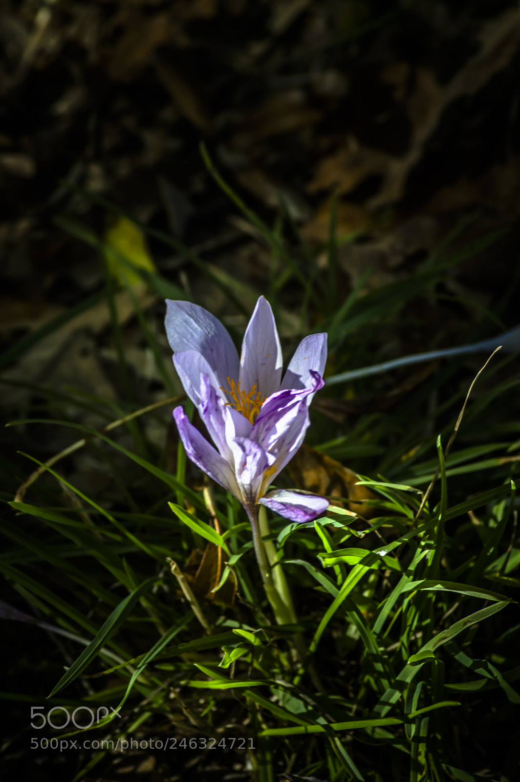 Nikon D3200 sample photo. Flores photography