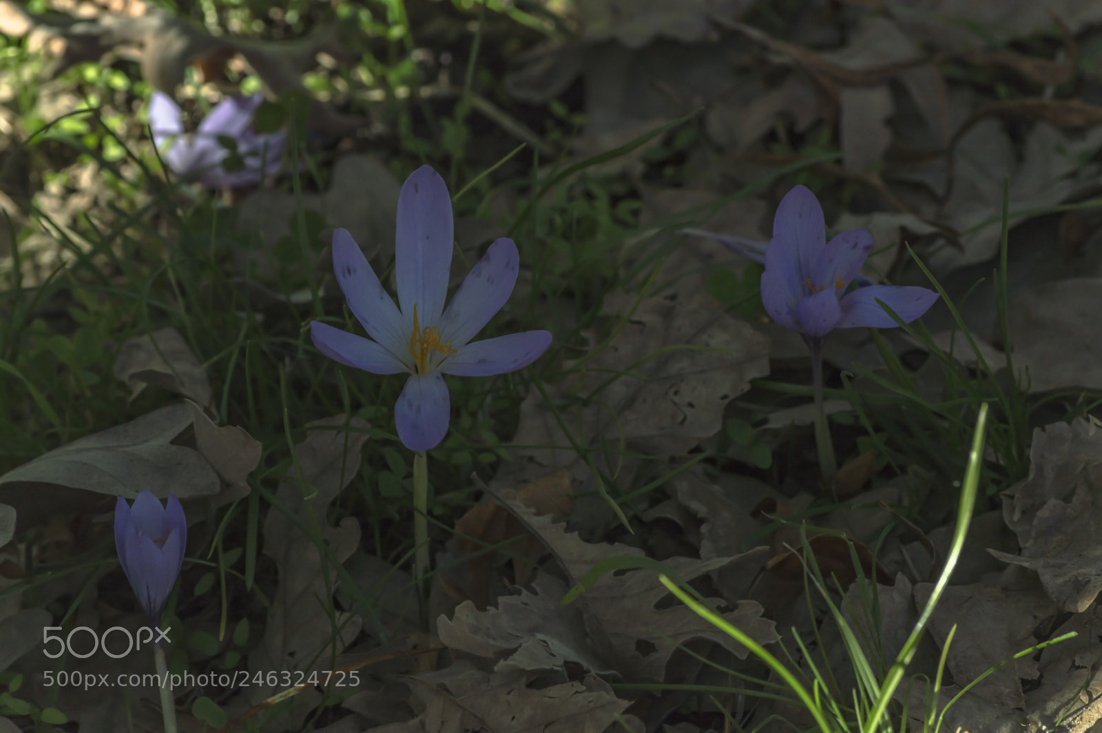 Nikon D3200 sample photo. Flores photography