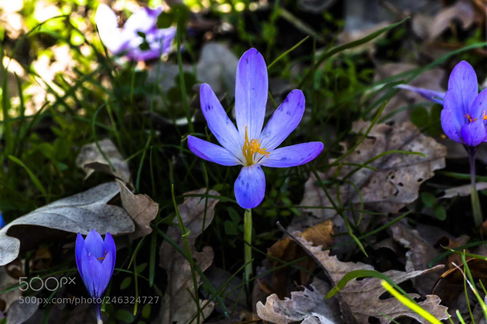 Nikon D3200 sample photo. Flores photography