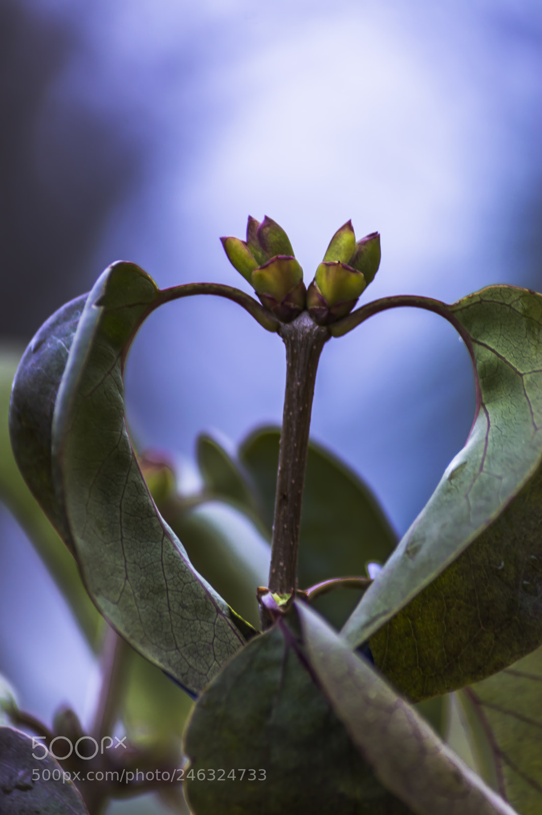 Nikon D3200 sample photo. Flores photography