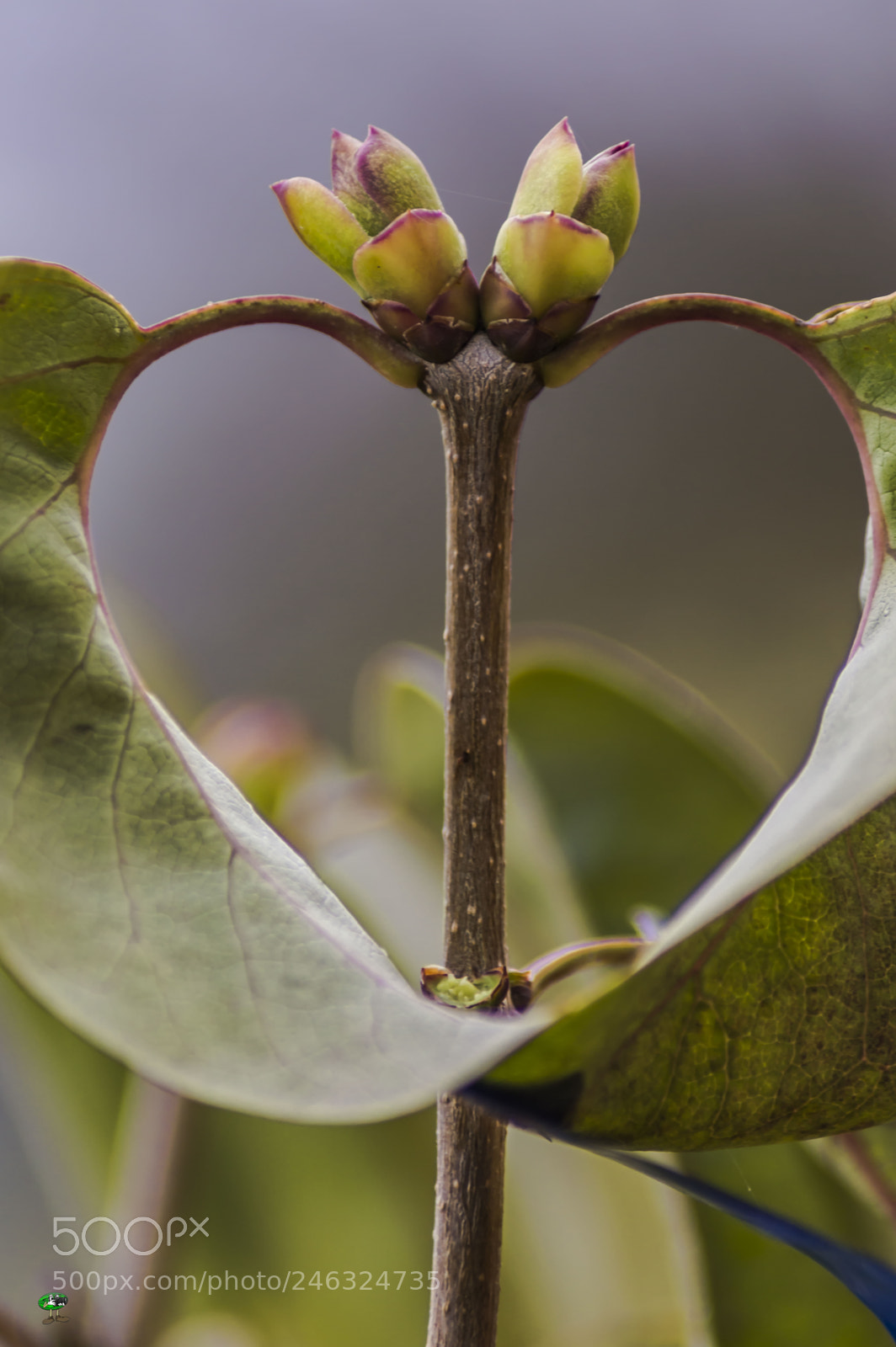 Nikon D3200 sample photo. Flores photography