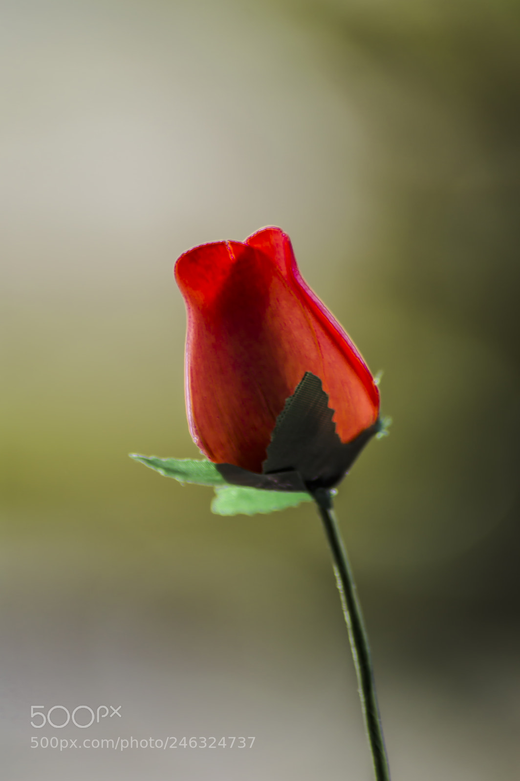 Nikon D3200 sample photo. Flores photography