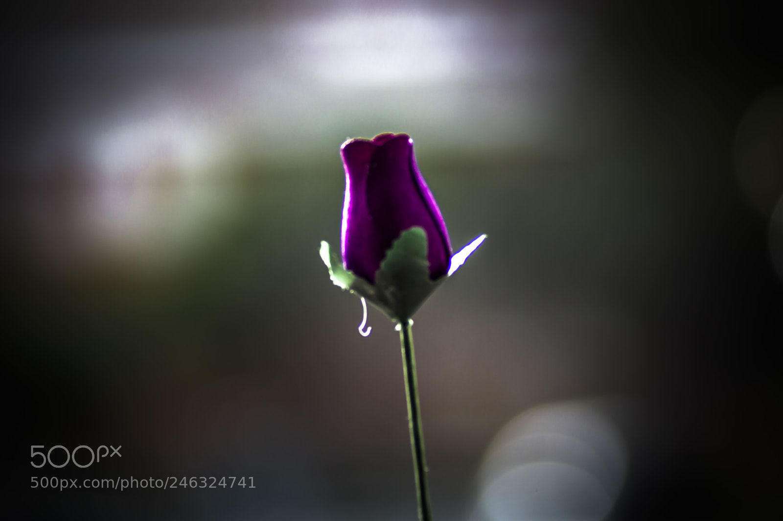 Nikon D3200 sample photo. Flores photography
