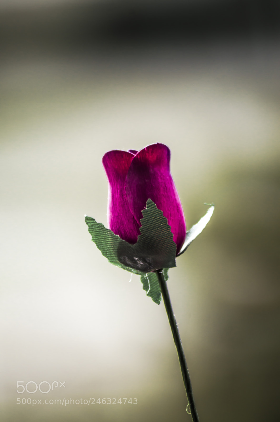 Nikon D3200 sample photo. Flores photography