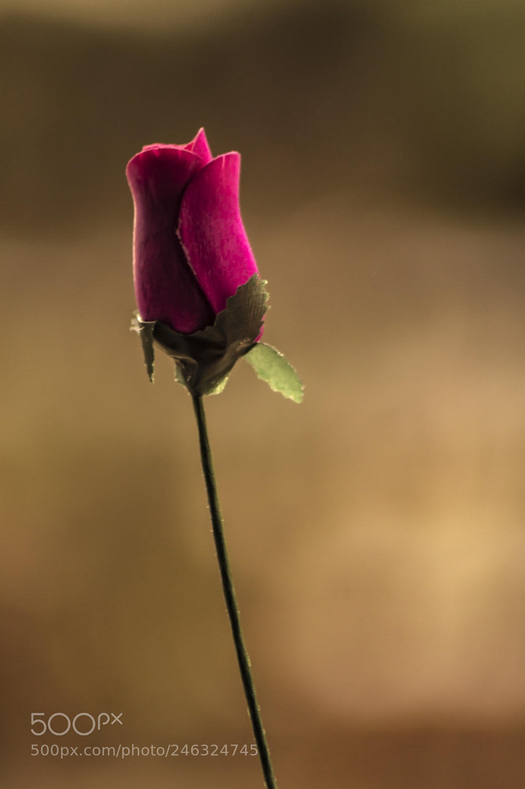 Nikon D3200 sample photo. Flores photography