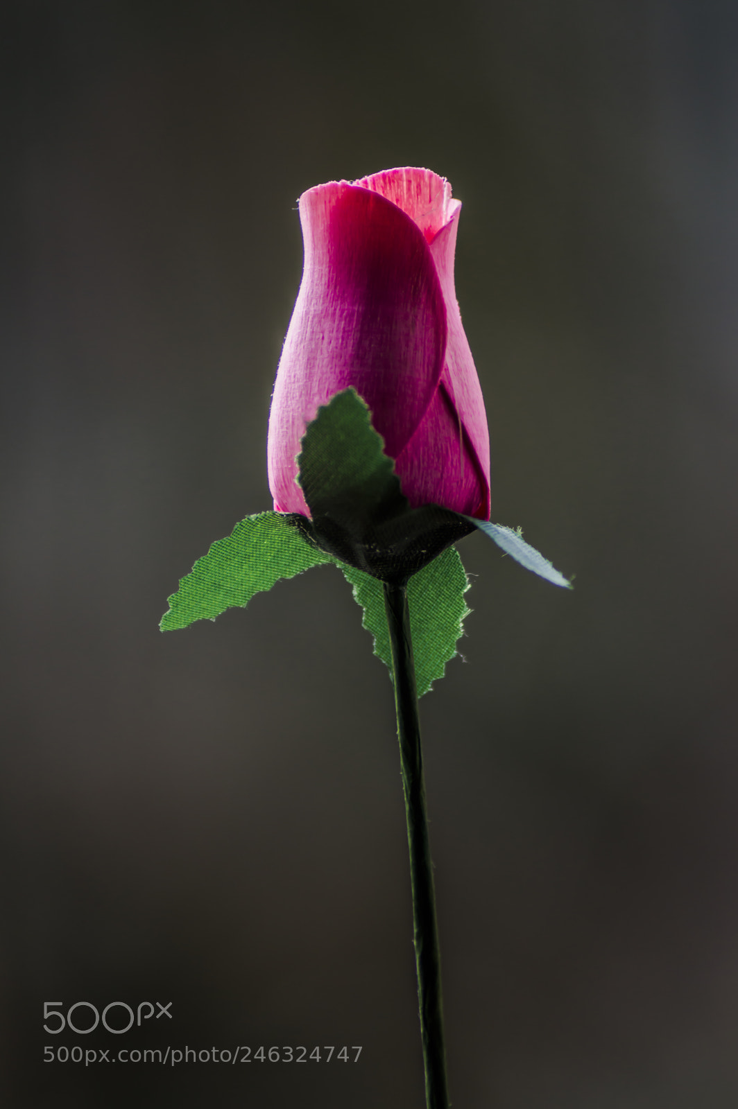 Nikon D3200 sample photo. Flores photography