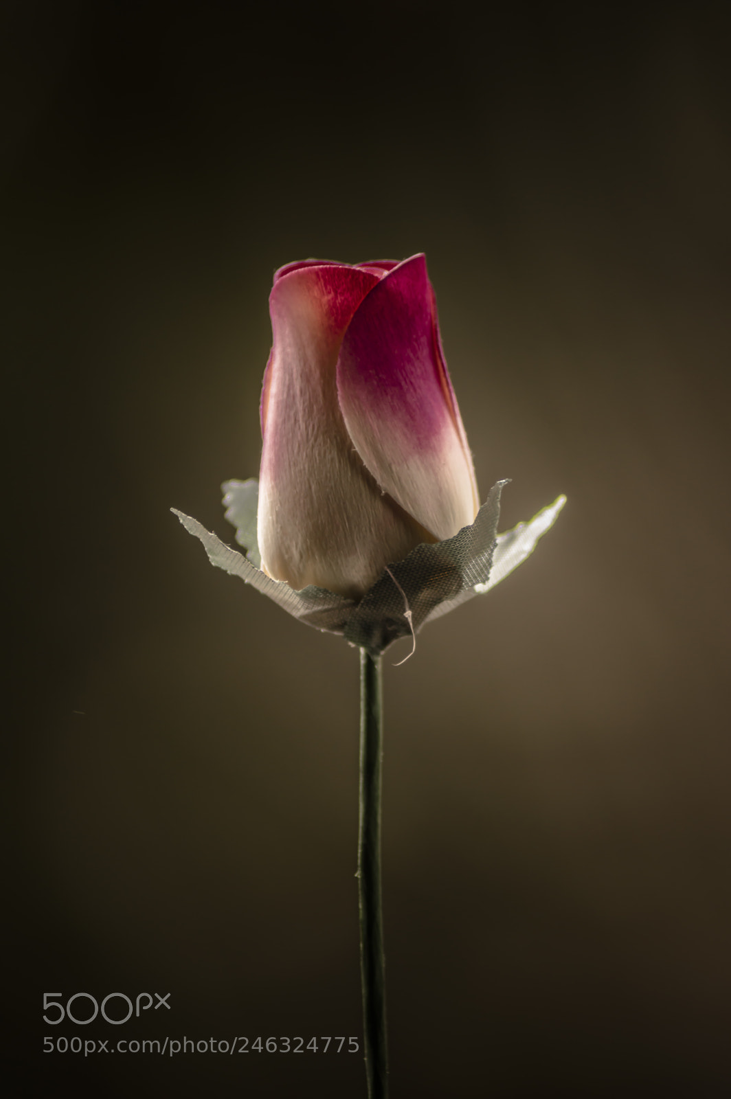 Nikon D3200 sample photo. Flores photography