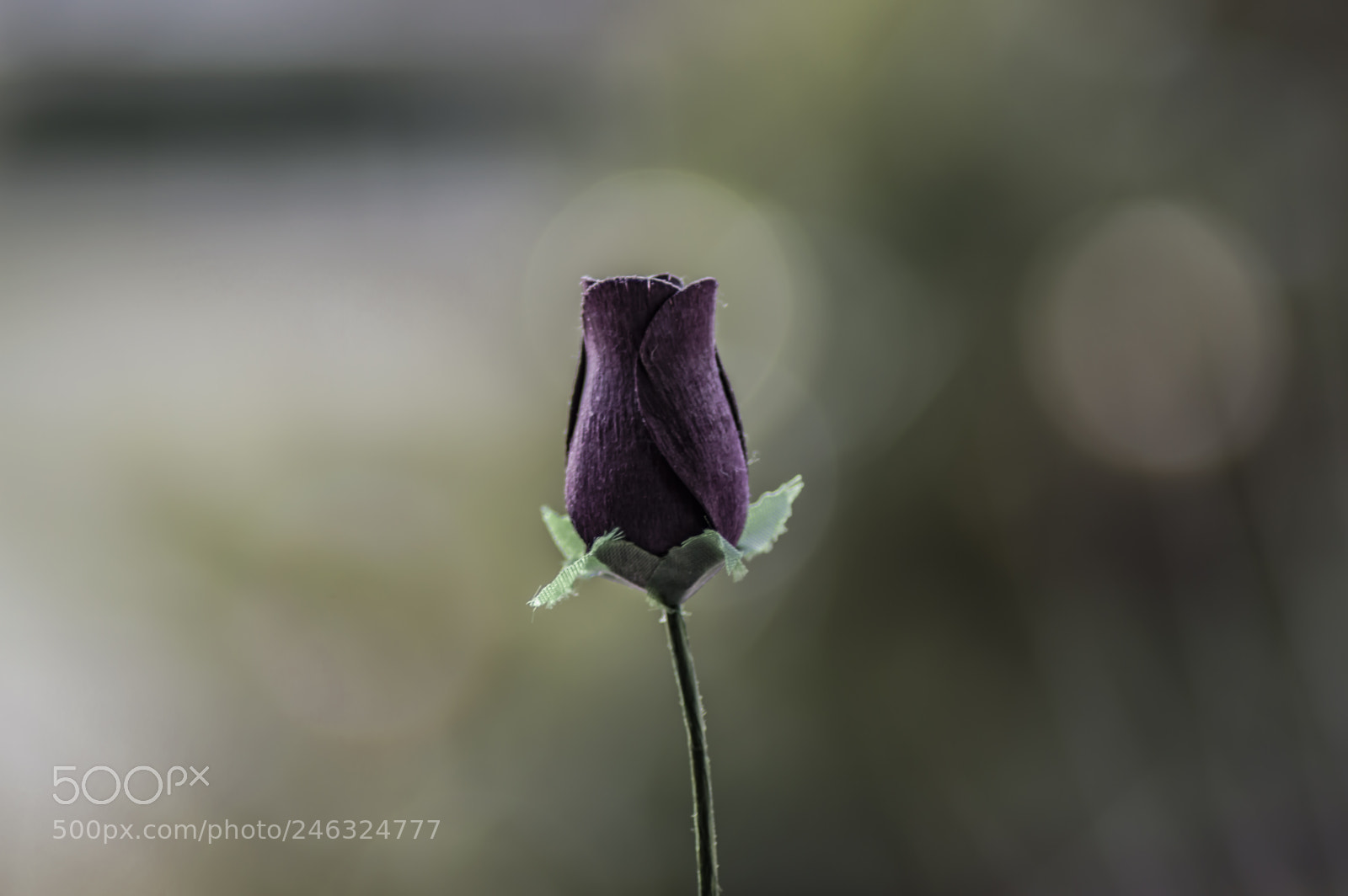 Nikon D3200 sample photo. Flores photography