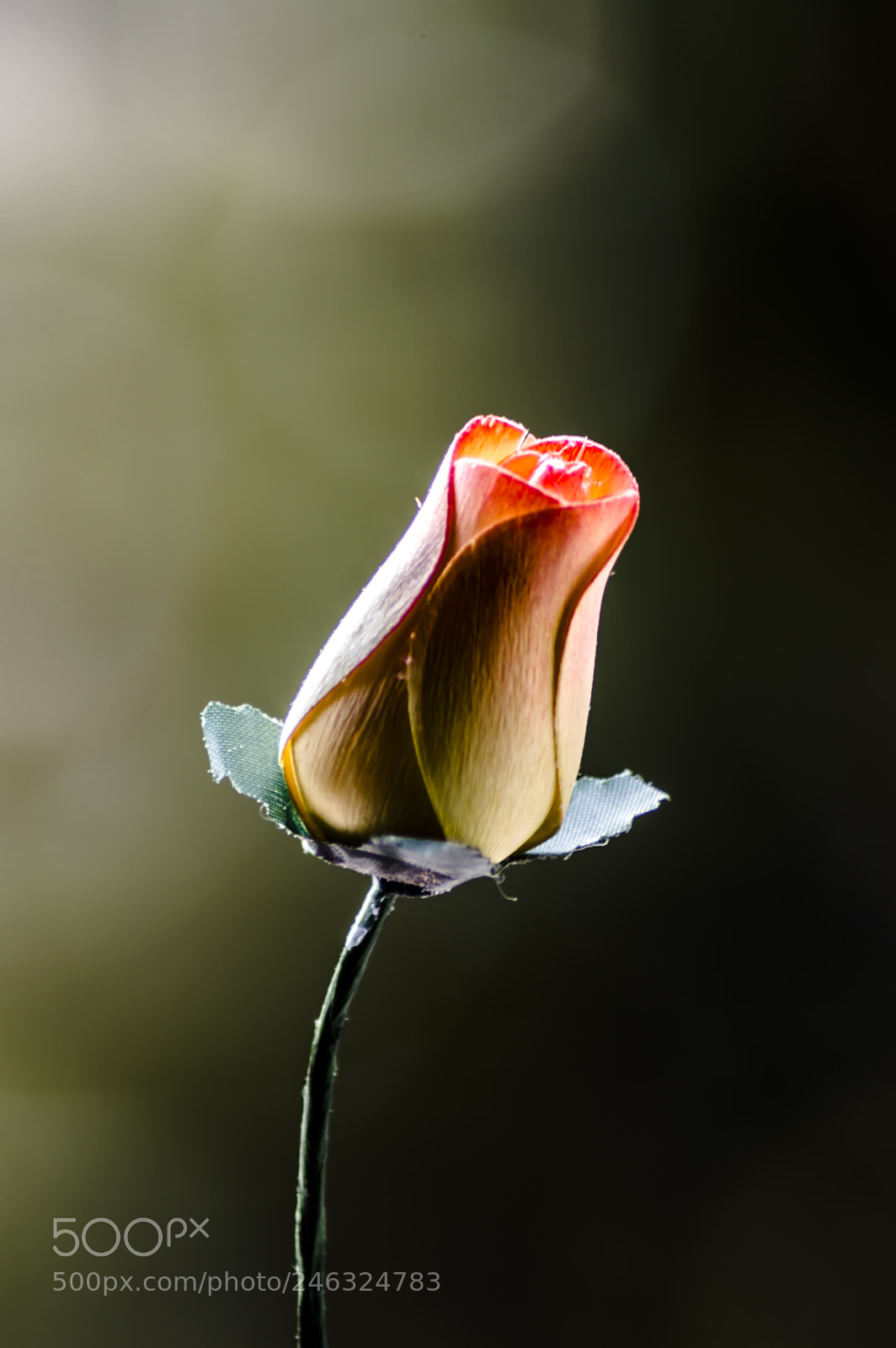 Nikon D3200 sample photo. Flores photography