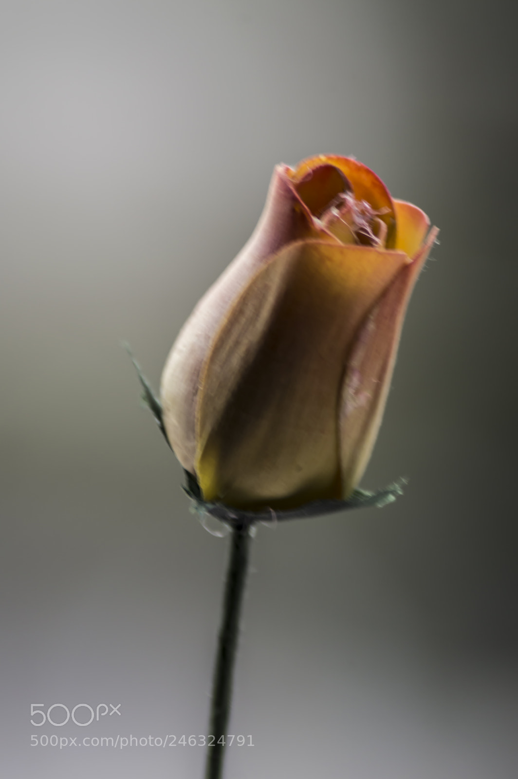 Nikon D3200 sample photo. Flores photography