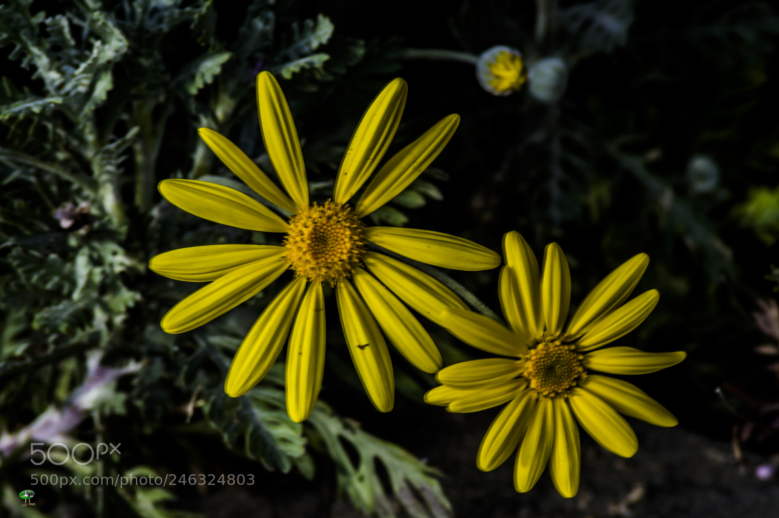 Nikon D3200 sample photo. Flores photography