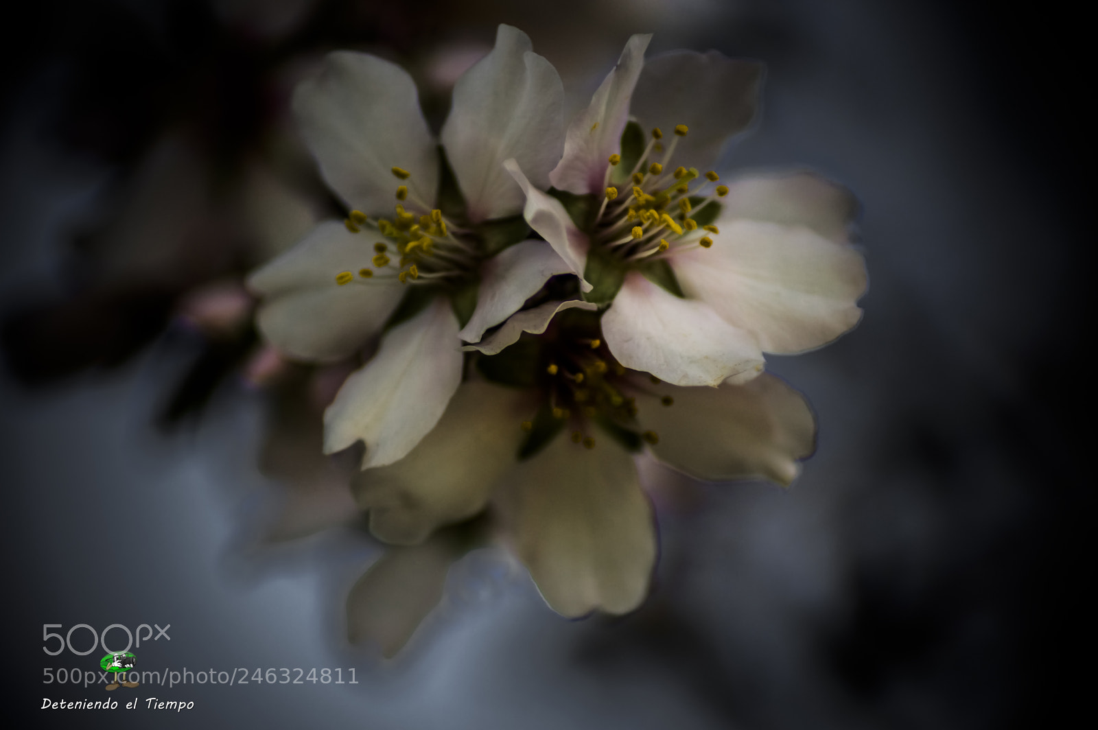 Nikon D3200 sample photo. Flores photography