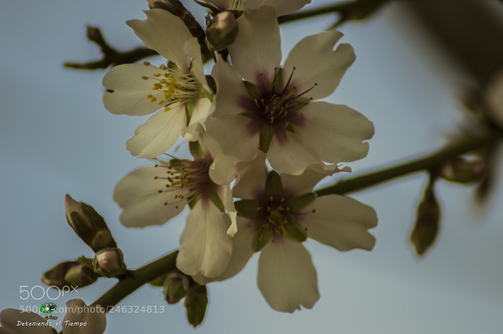 Nikon D3200 sample photo. Flores photography