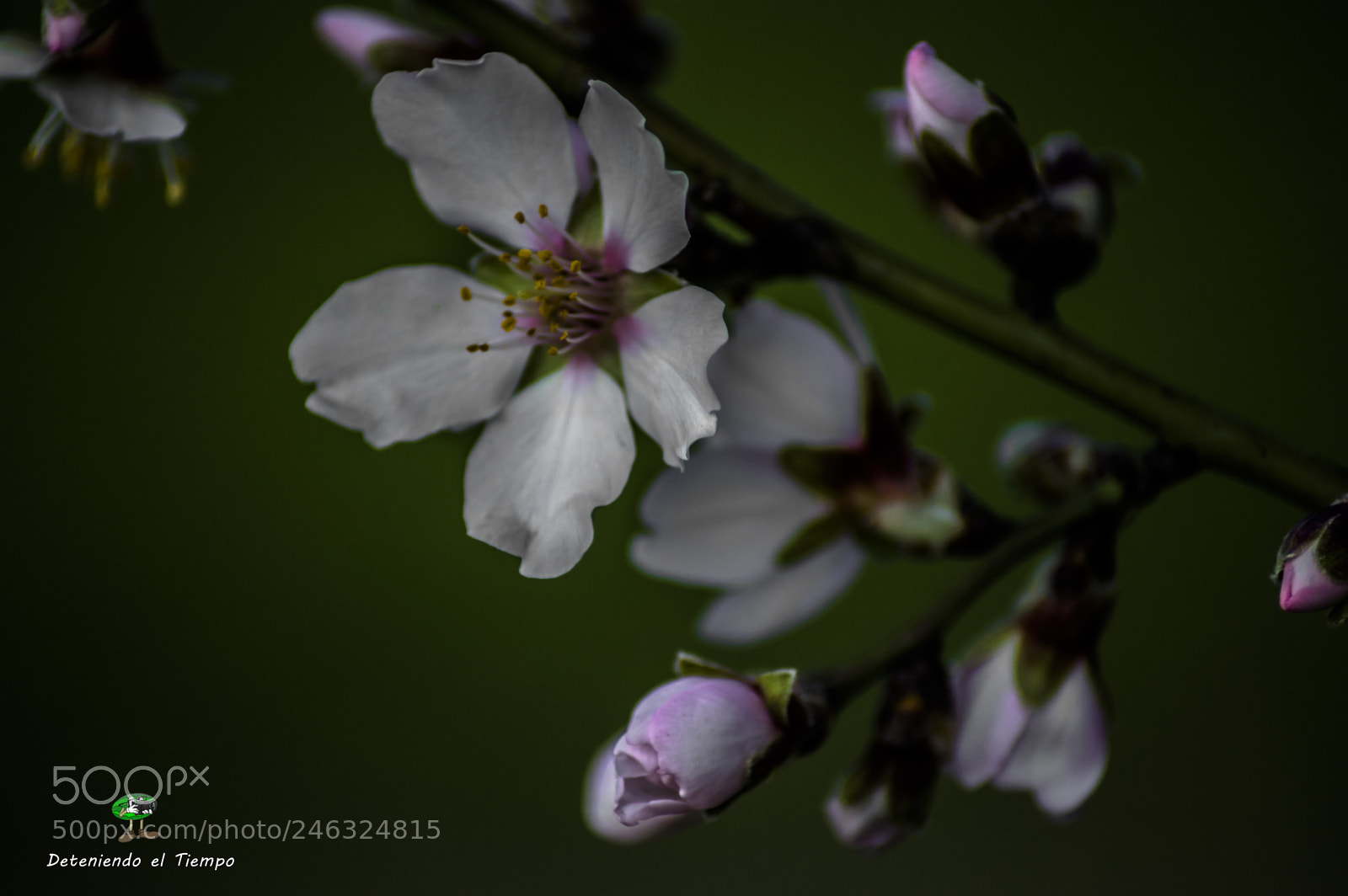 Nikon D3200 sample photo. Flores photography