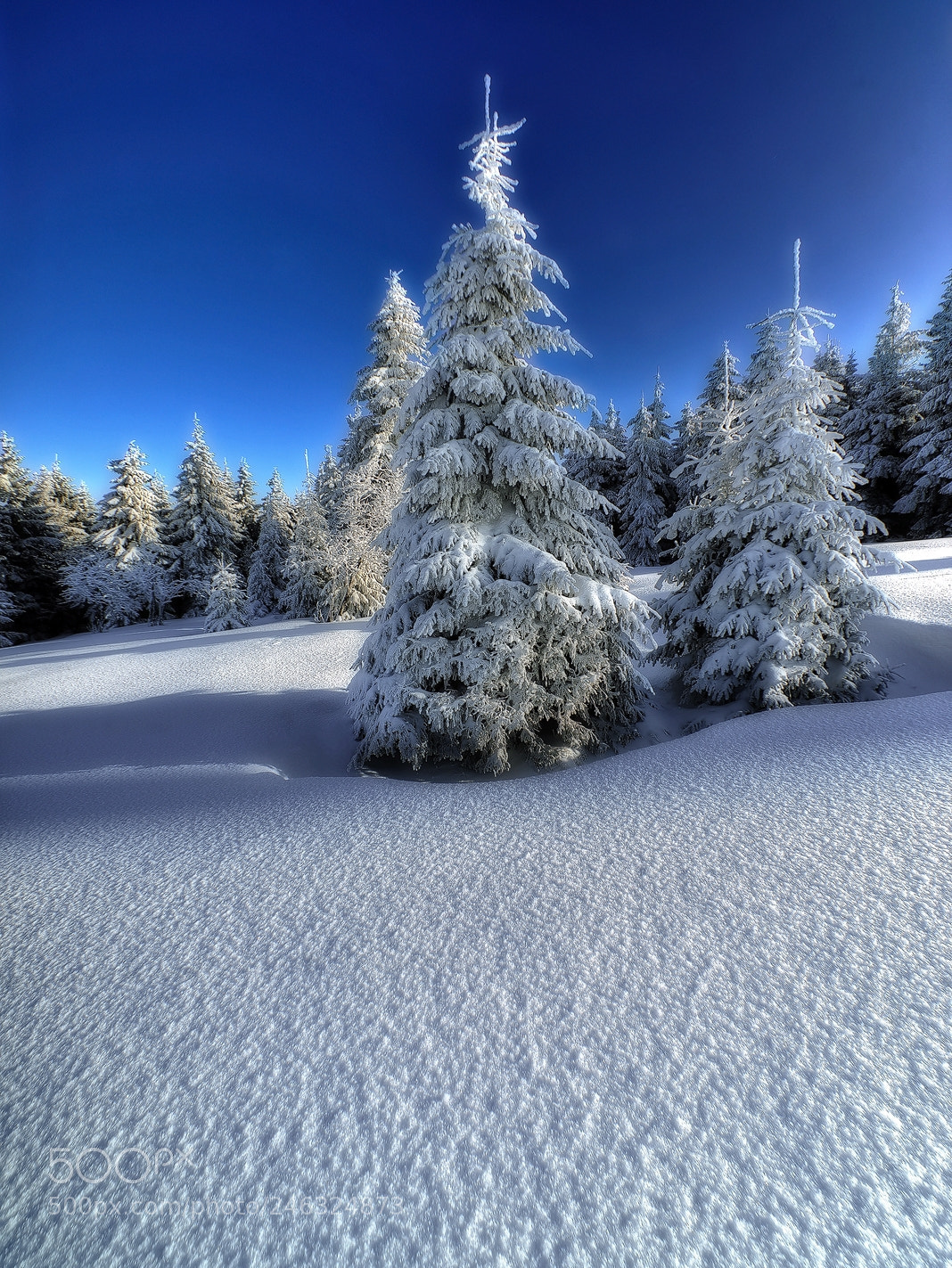 Nikon D800E sample photo. Frozen photography