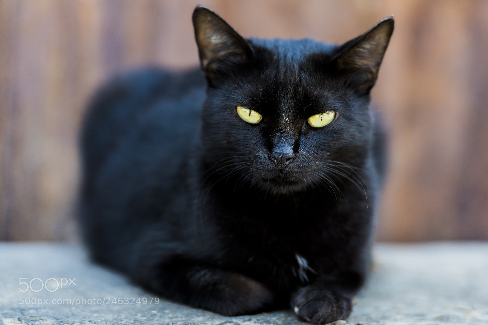 Nikon D850 sample photo. Hard look photography