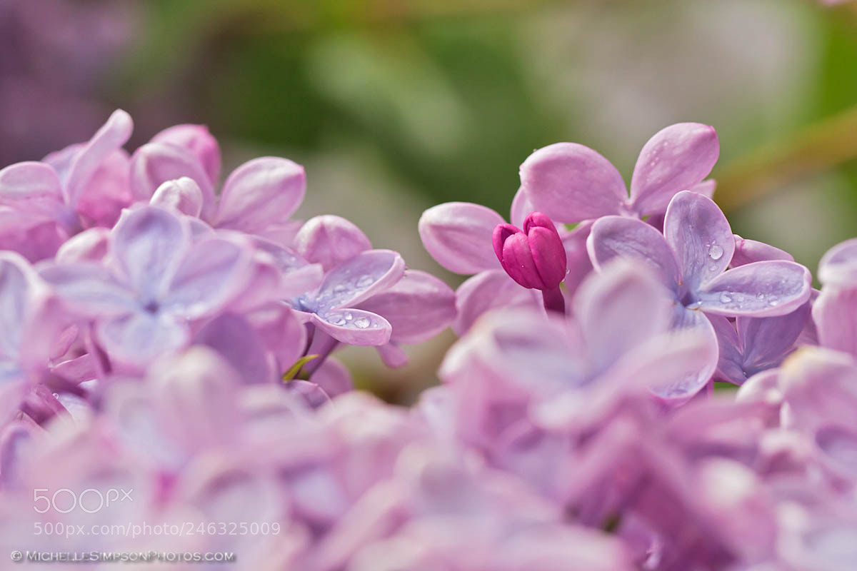 Canon EOS 7D sample photo. Late bloomer photography