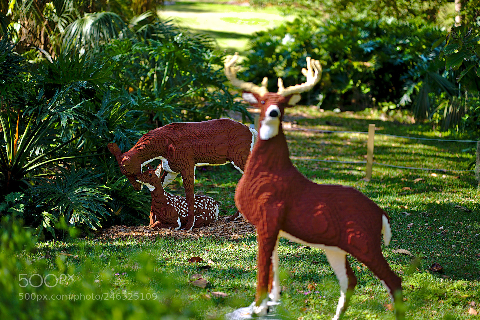 Nikon D810 sample photo. A buck, doe and photography