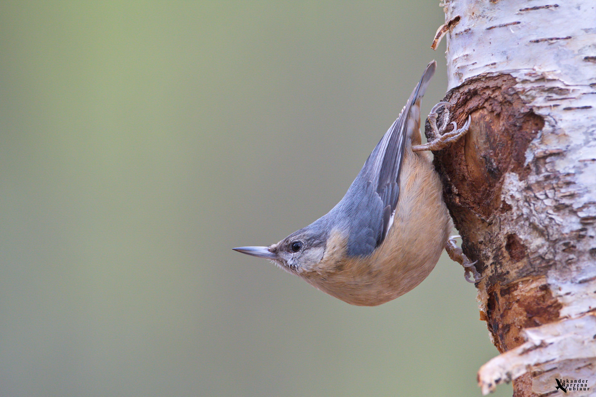 Canon EF 500mm F4L IS USM sample photo. Garrapoa photography