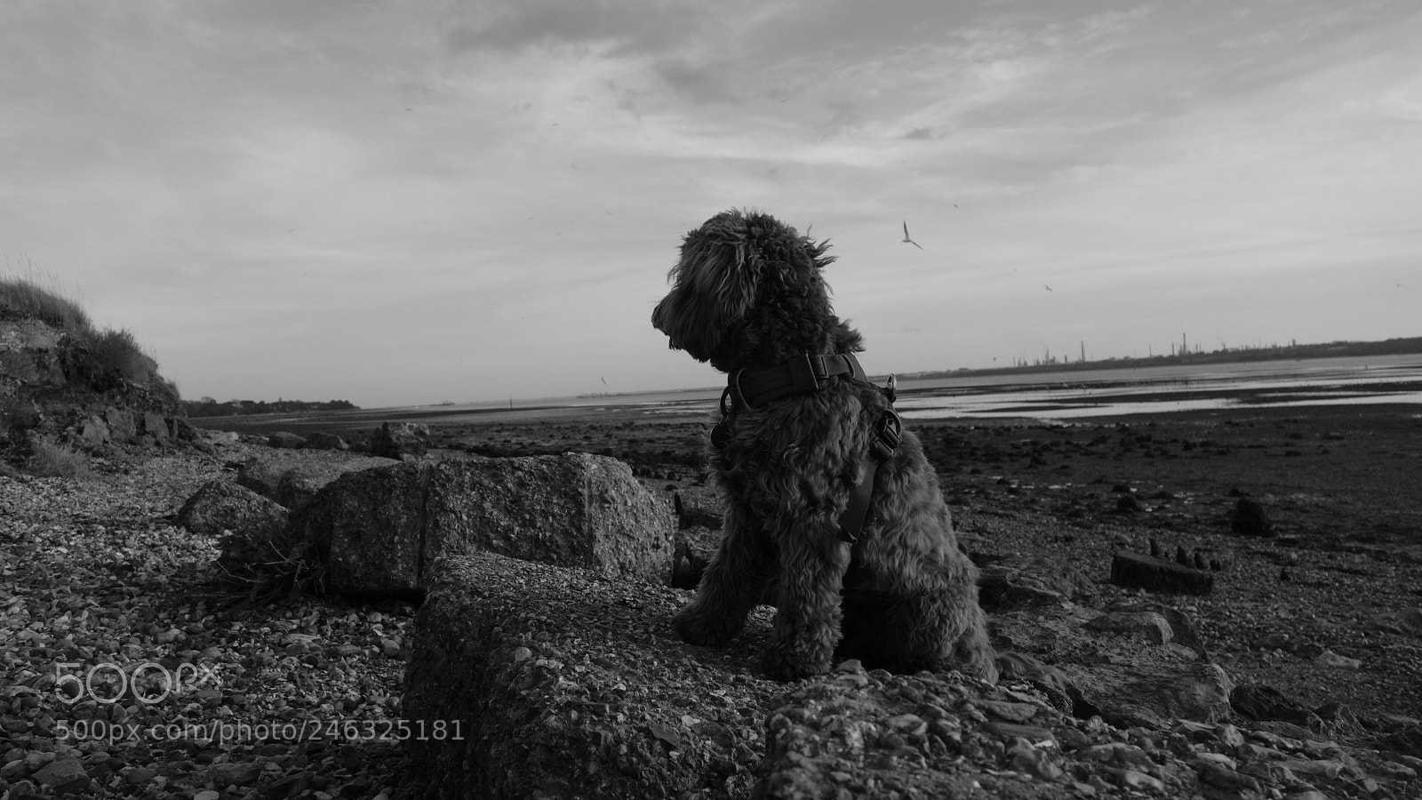 Sony Cyber-shot DSC-RX100 II sample photo. Dog on the beach photography