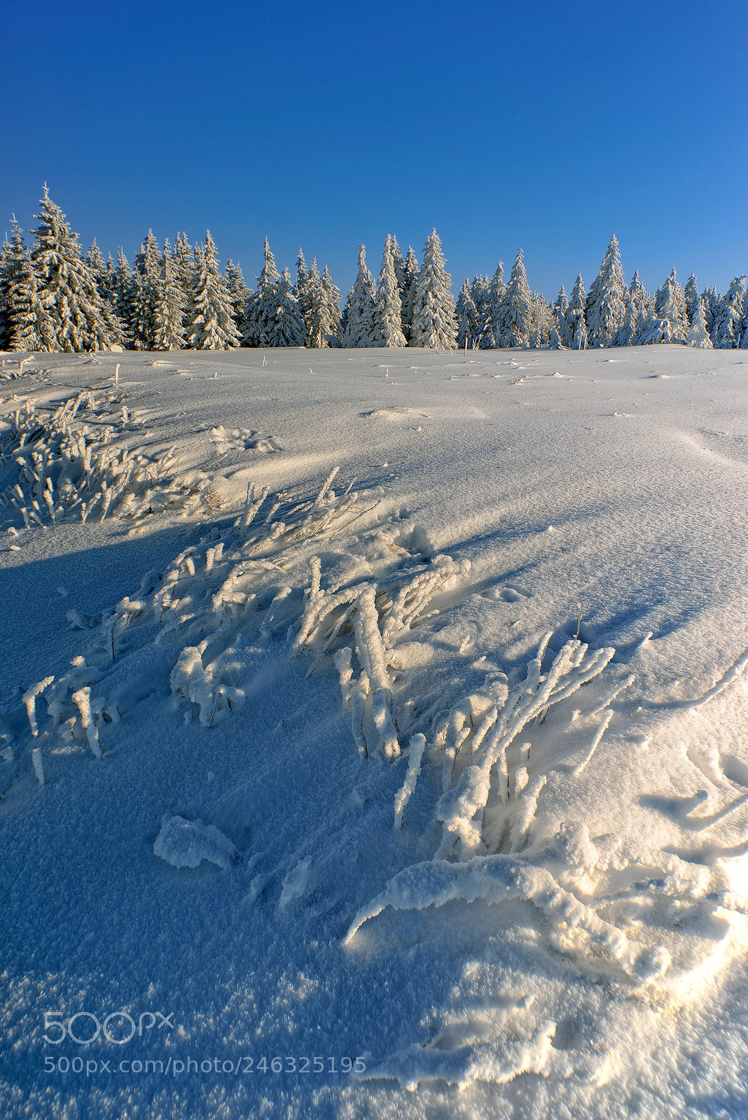 Nikon D800E sample photo. Cold land photography