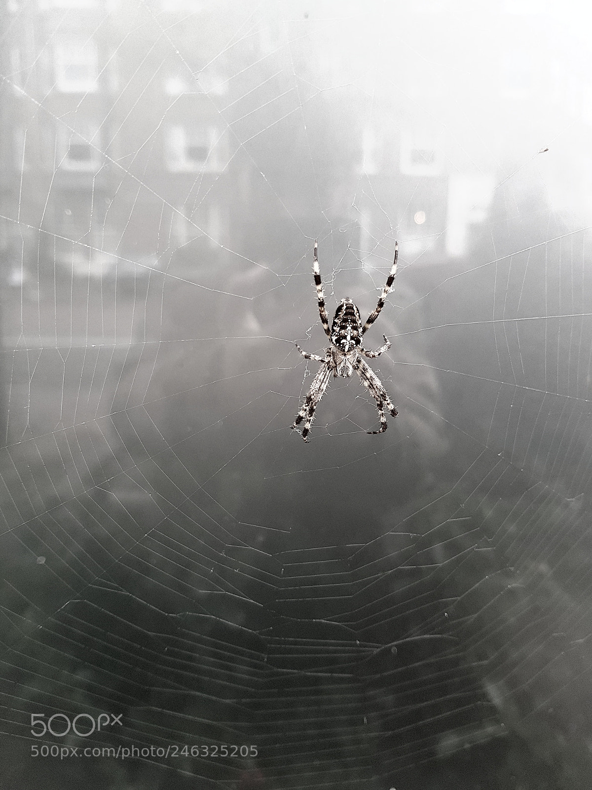 Samsung Galaxy S8+ sample photo. Spider who photography