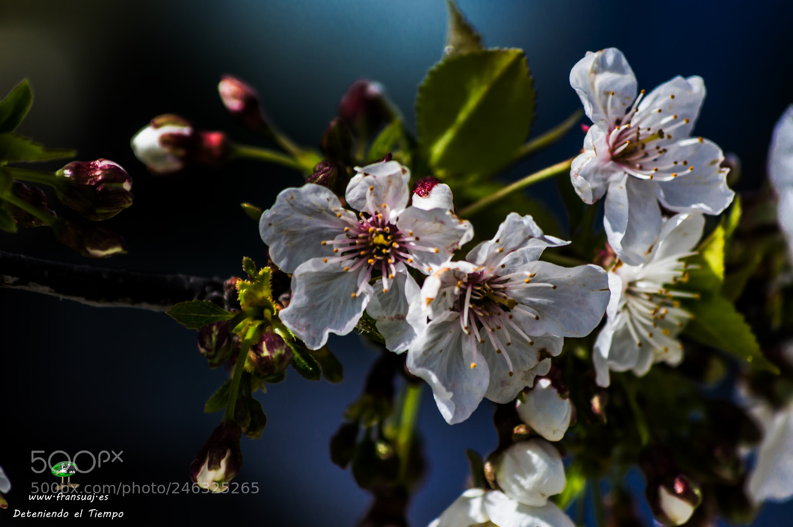 Nikon D3200 sample photo. Flores photography