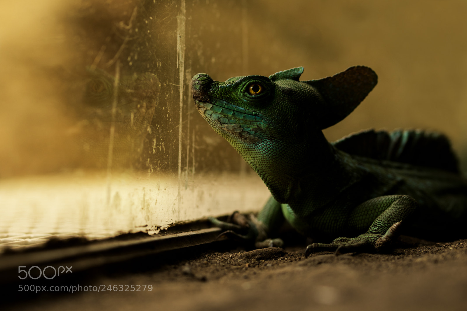 Canon EOS 7D Mark II sample photo. Untitled photography