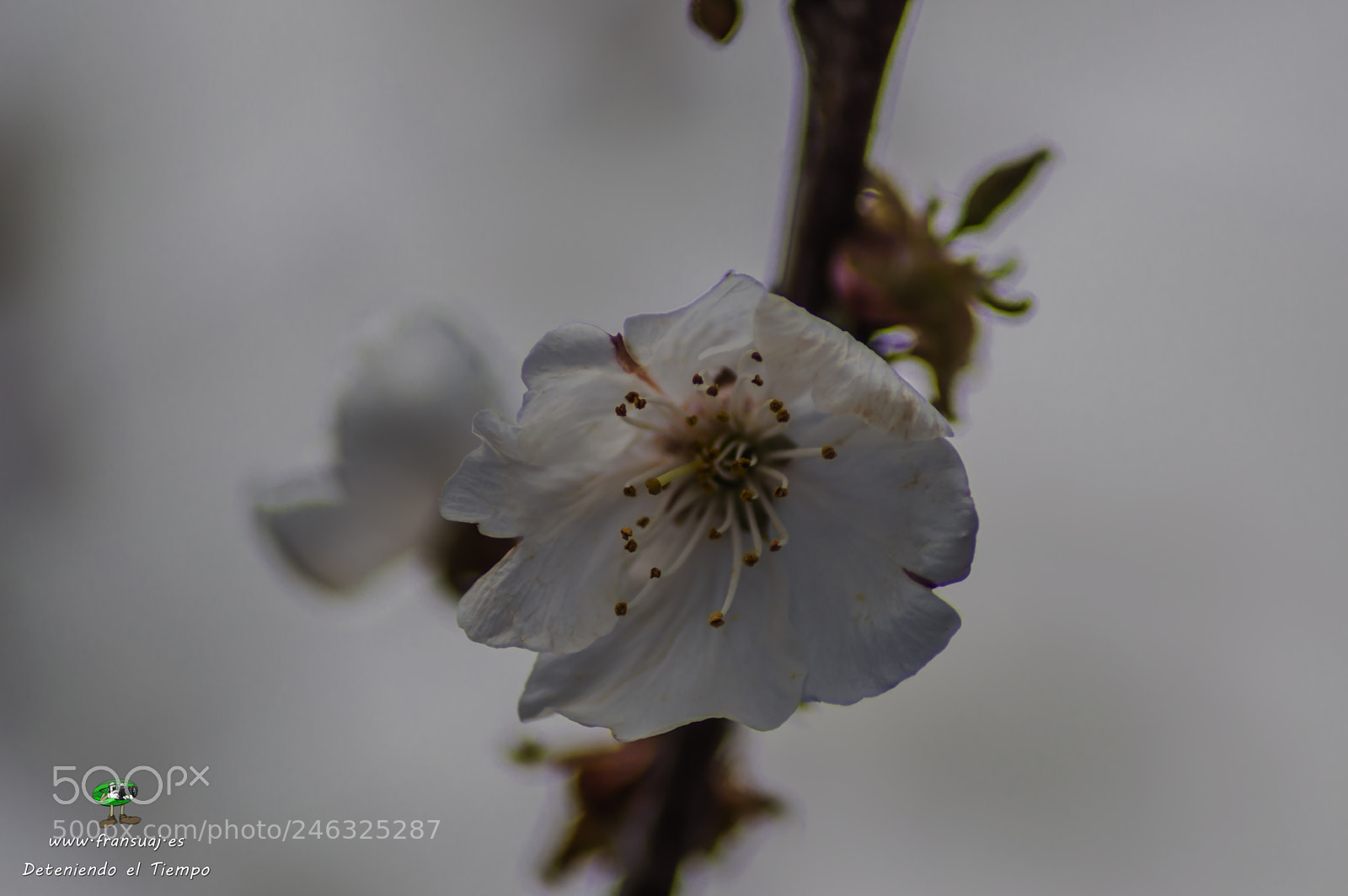 Nikon D3200 sample photo. Flores photography