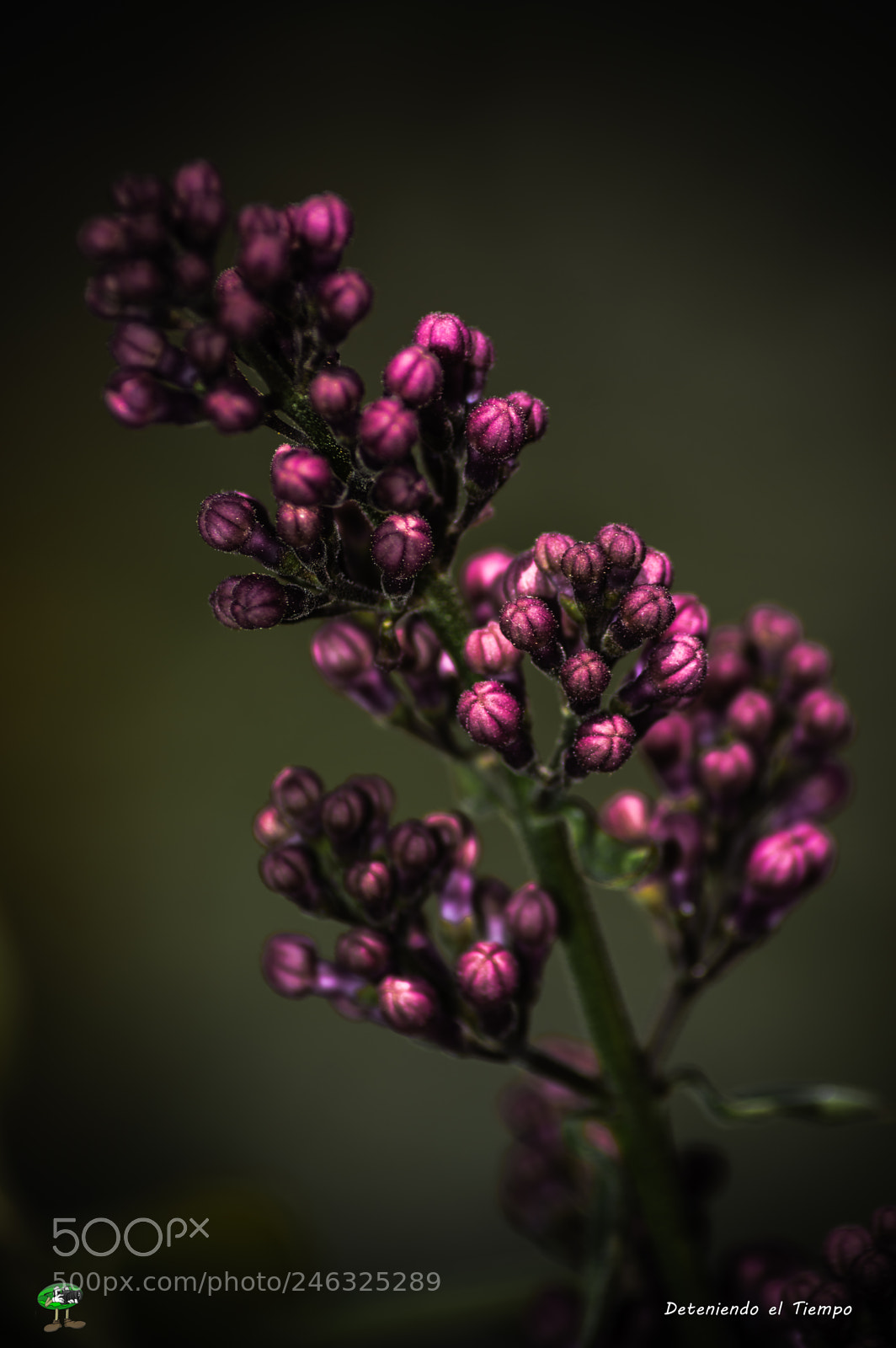 Nikon D3200 sample photo. Flores photography