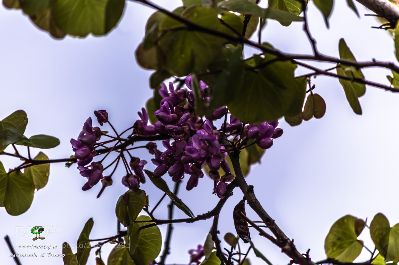 Nikon D3200 sample photo. Flores photography