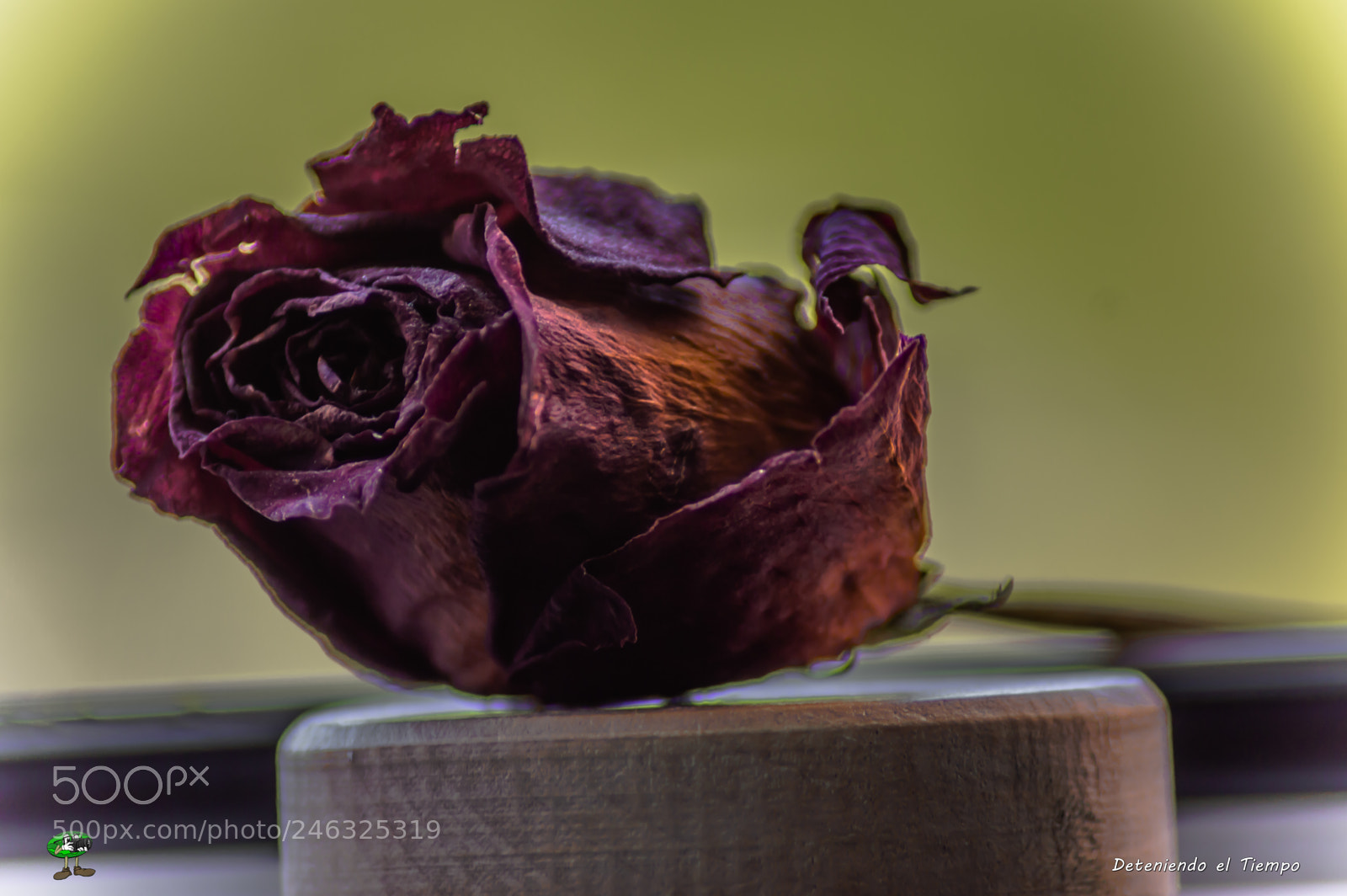 Nikon D3200 sample photo. Flores photography