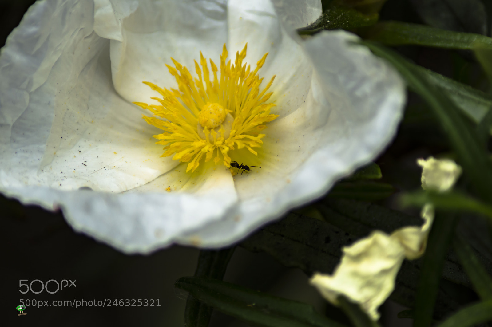 Nikon D3200 sample photo. Flores photography
