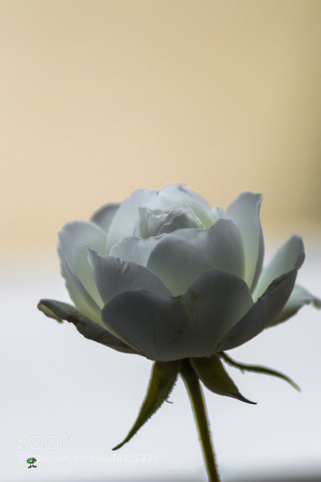 Nikon D3200 sample photo. Flores photography