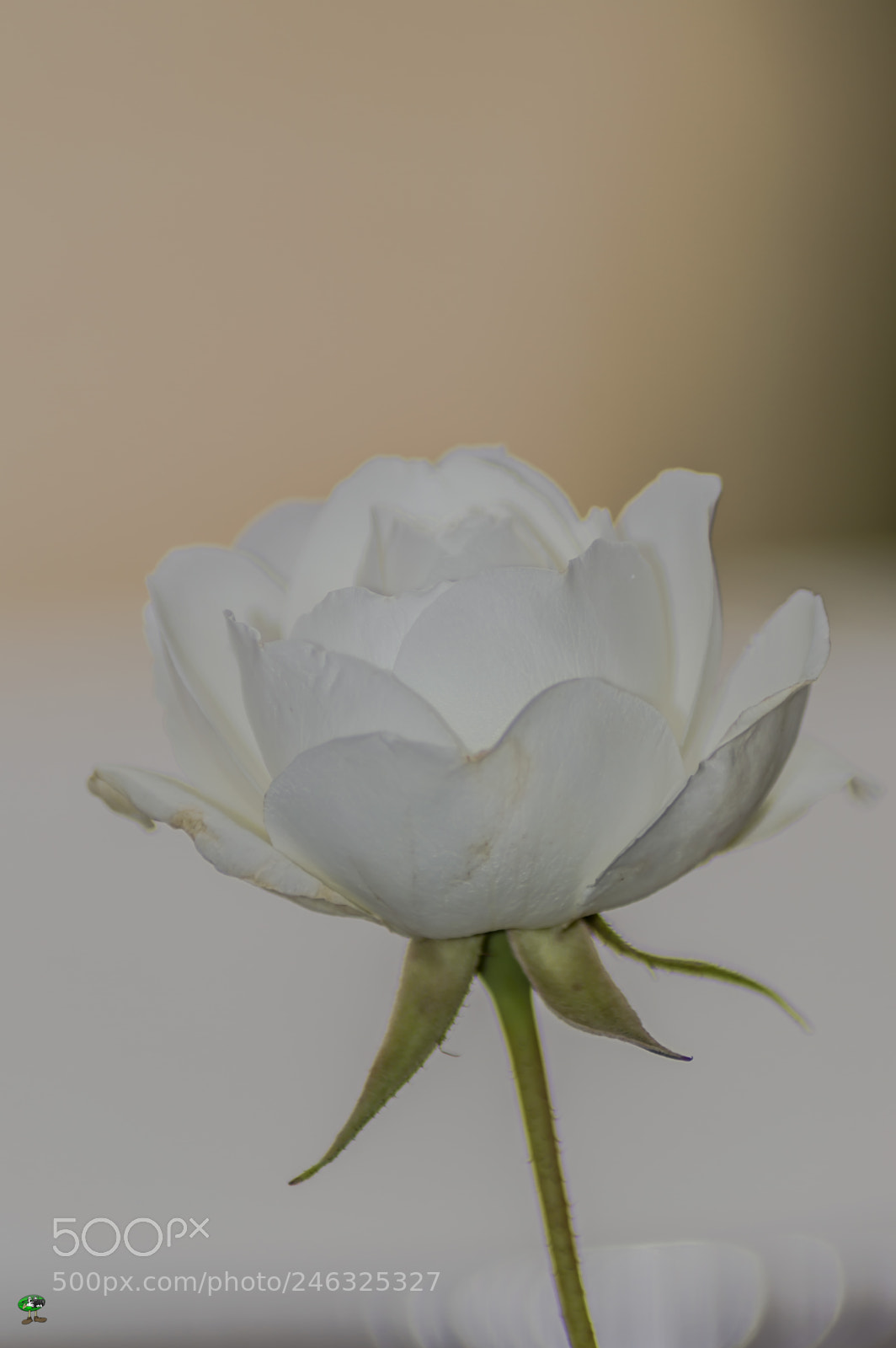 Nikon D3200 sample photo. Flores photography