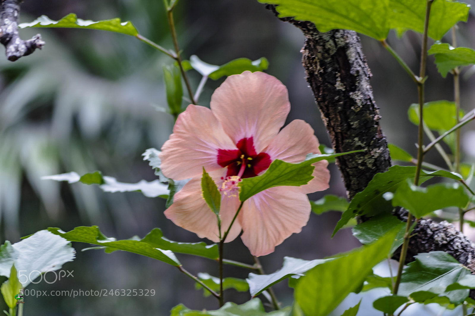 Nikon D3200 sample photo. Flores photography