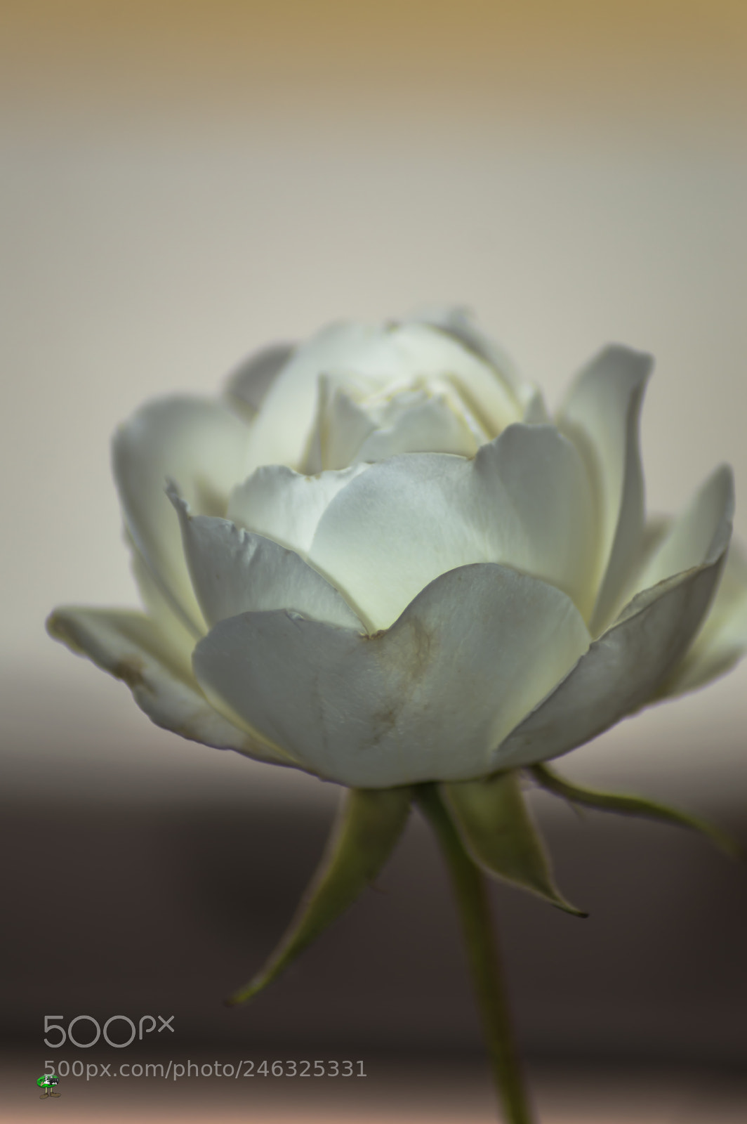 Nikon D3200 sample photo. Flores photography