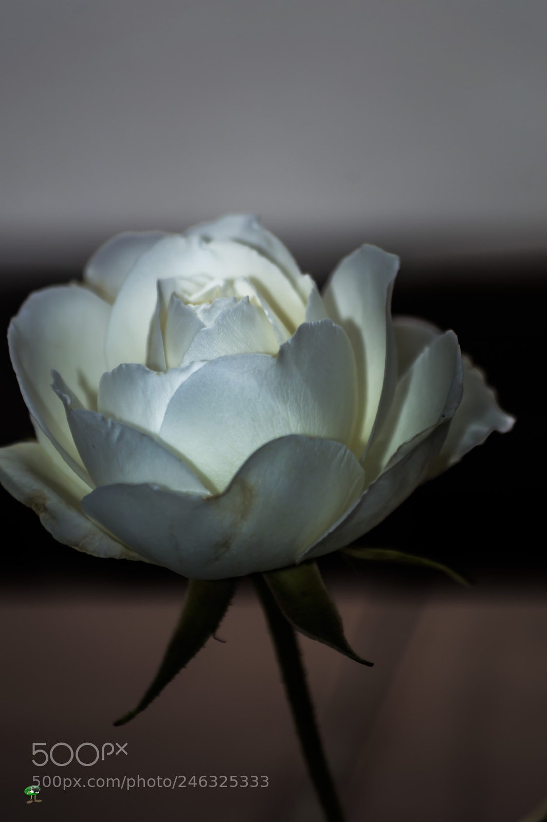 Nikon D3200 sample photo. Flores photography