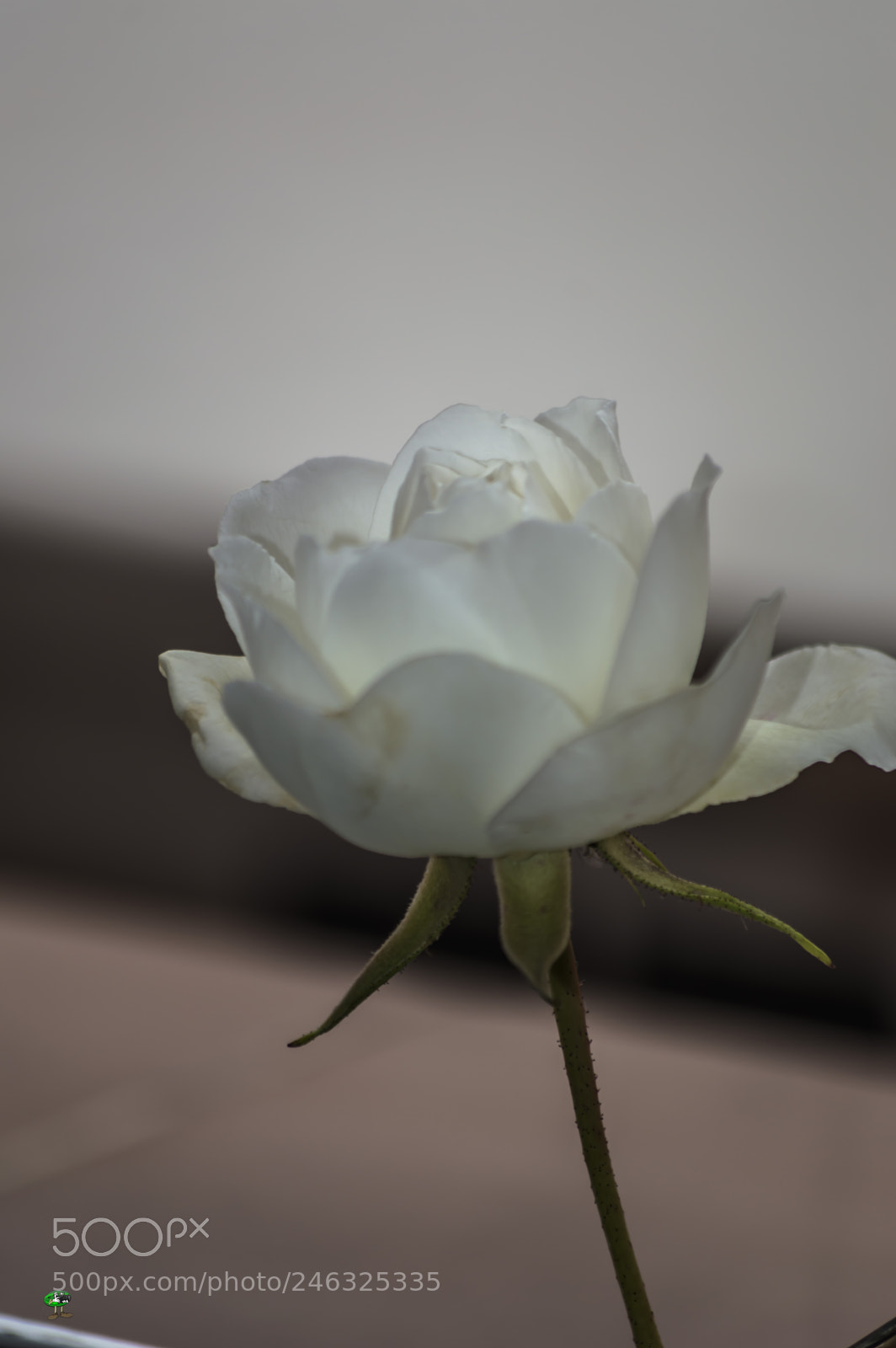Nikon D3200 sample photo. Flores photography