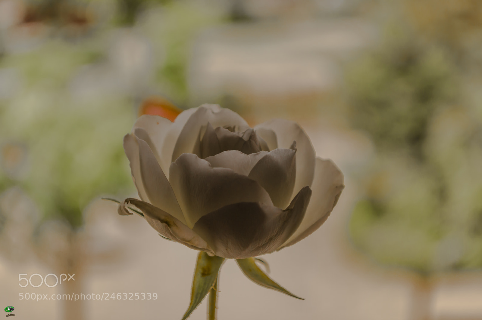 Nikon D3200 sample photo. Flores photography