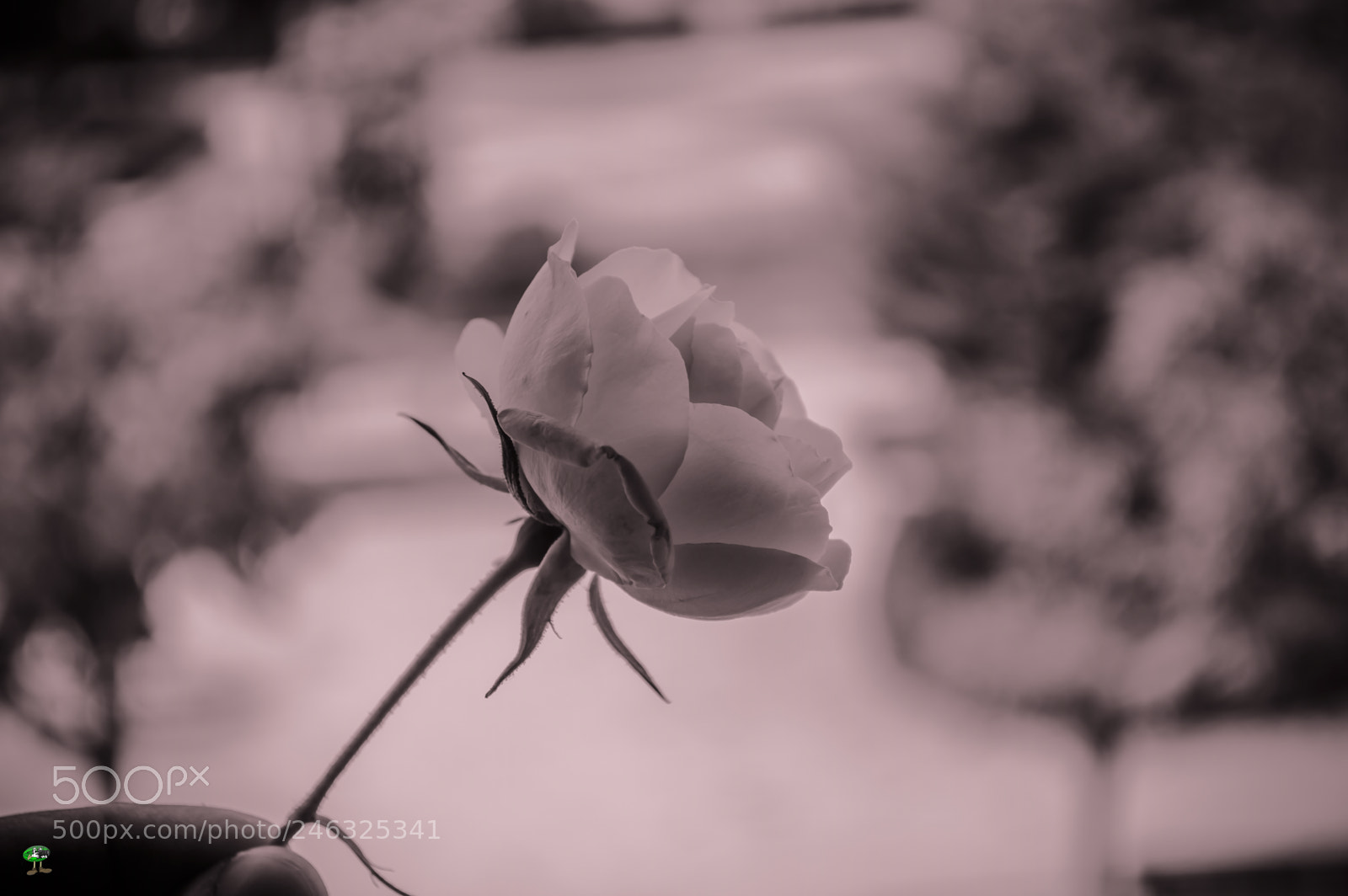 Nikon D3200 sample photo. Flores photography