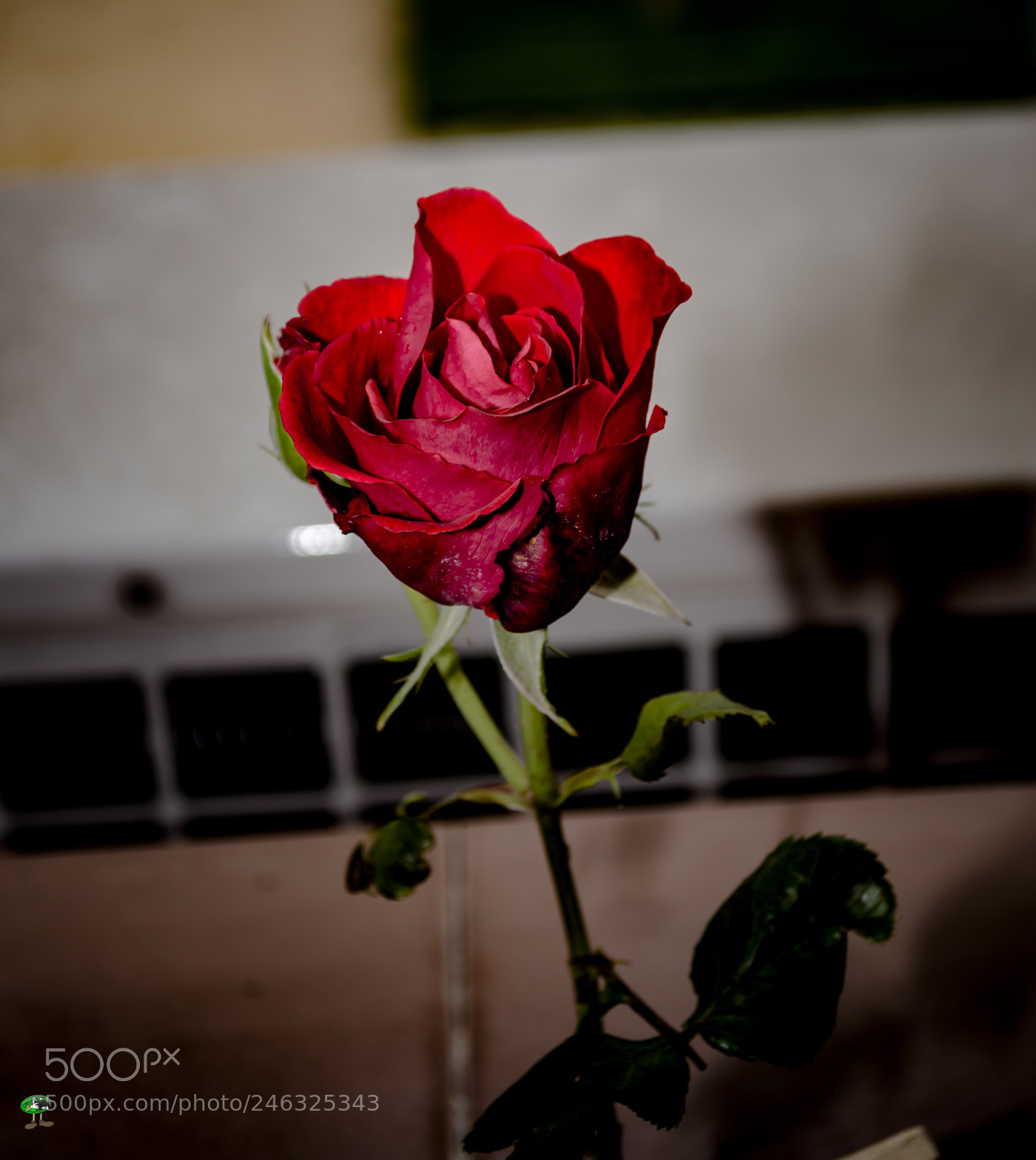 Nikon D3200 sample photo. Flores photography