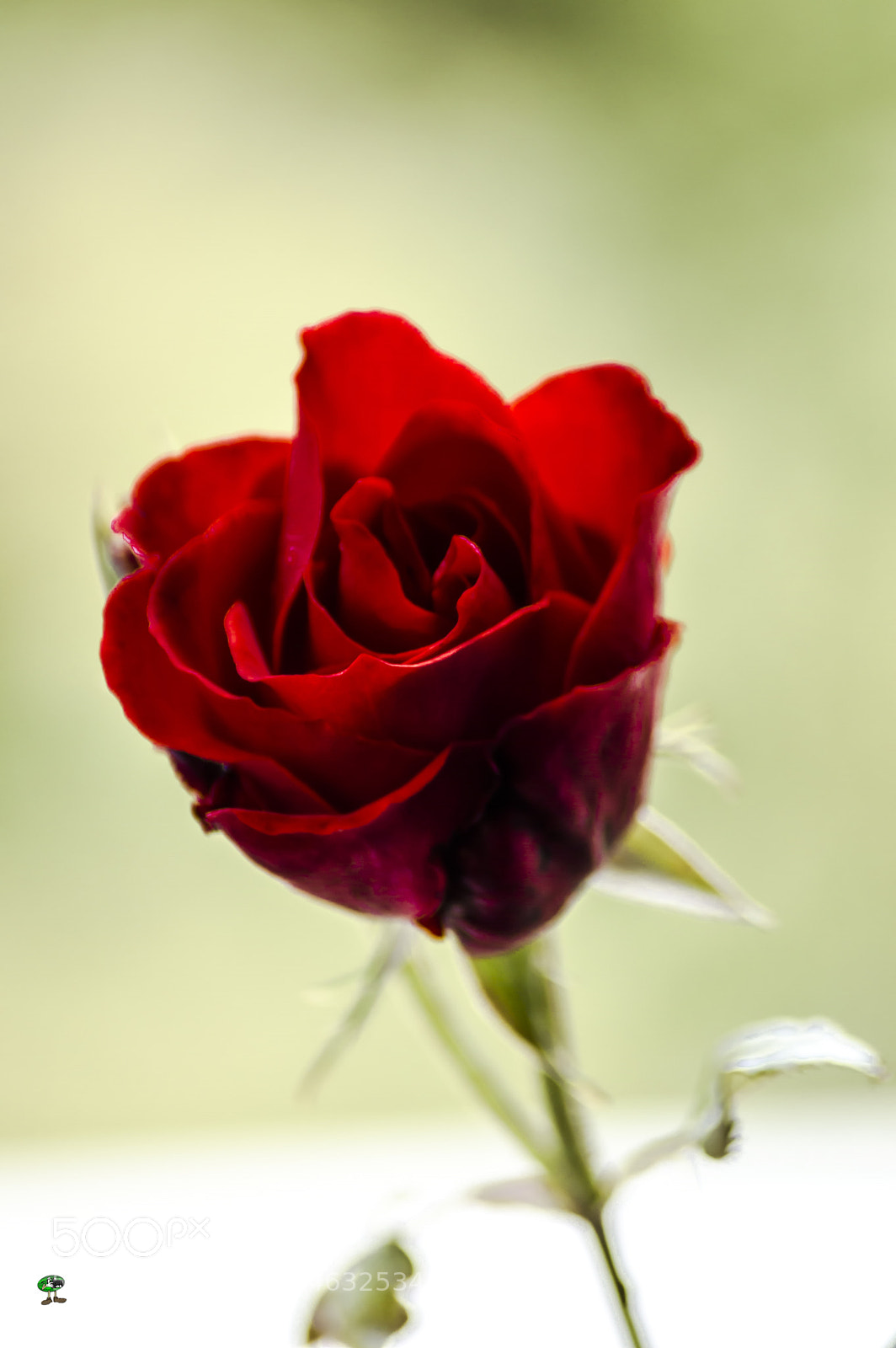 Nikon D3200 sample photo. Flores photography