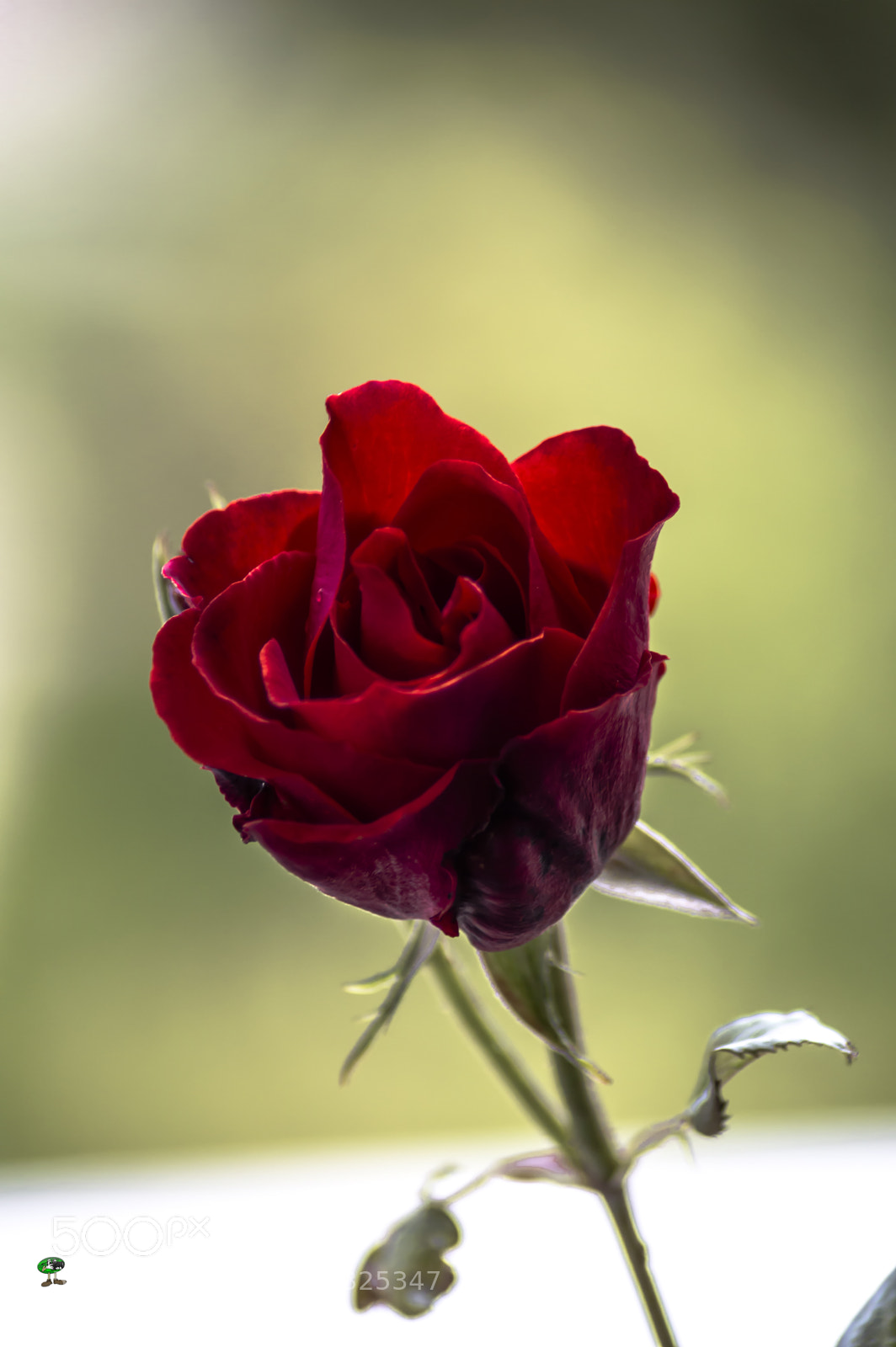 Nikon D3200 sample photo. Flores photography