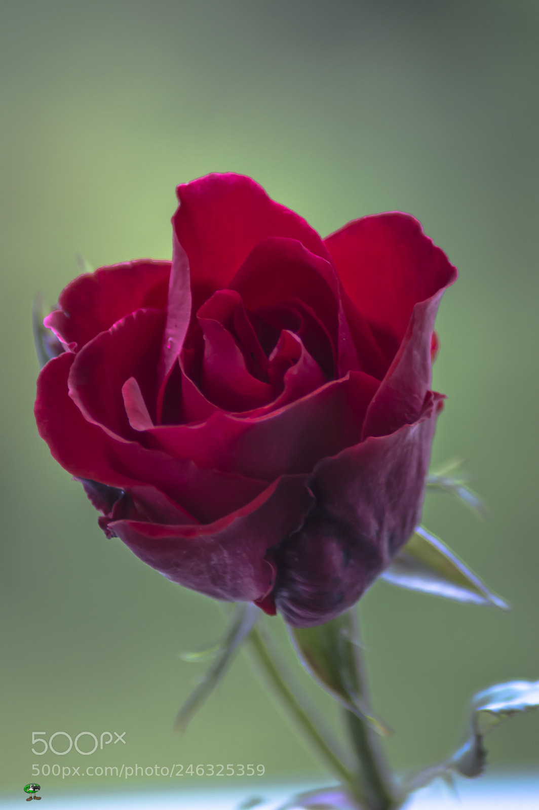 Nikon D3200 sample photo. Flores photography