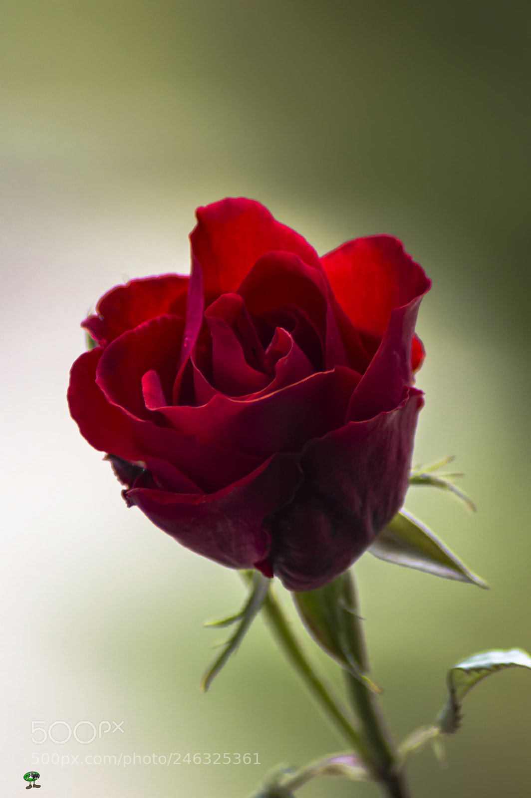 Nikon D3200 sample photo. Flores photography
