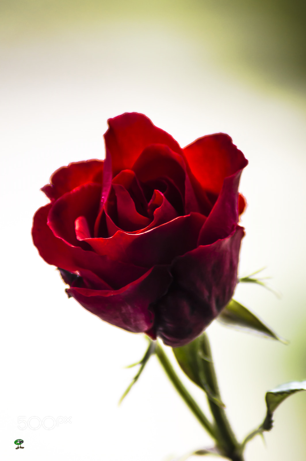 Nikon D3200 sample photo. Flores photography